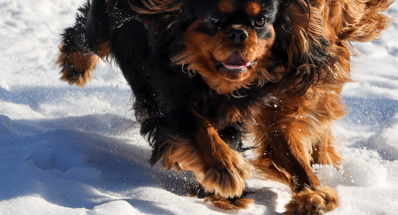 Spelende puppy's in de sneeuw