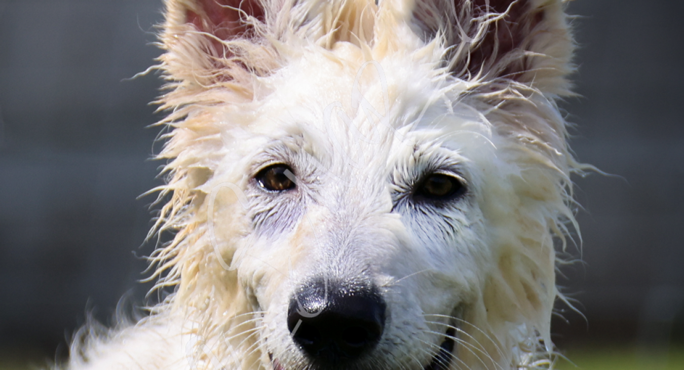closeup van witte pup