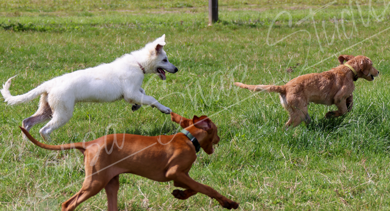 sfeerbeeld rennende pups