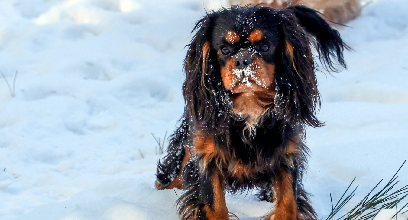 Puppy met sneeuwsnoet