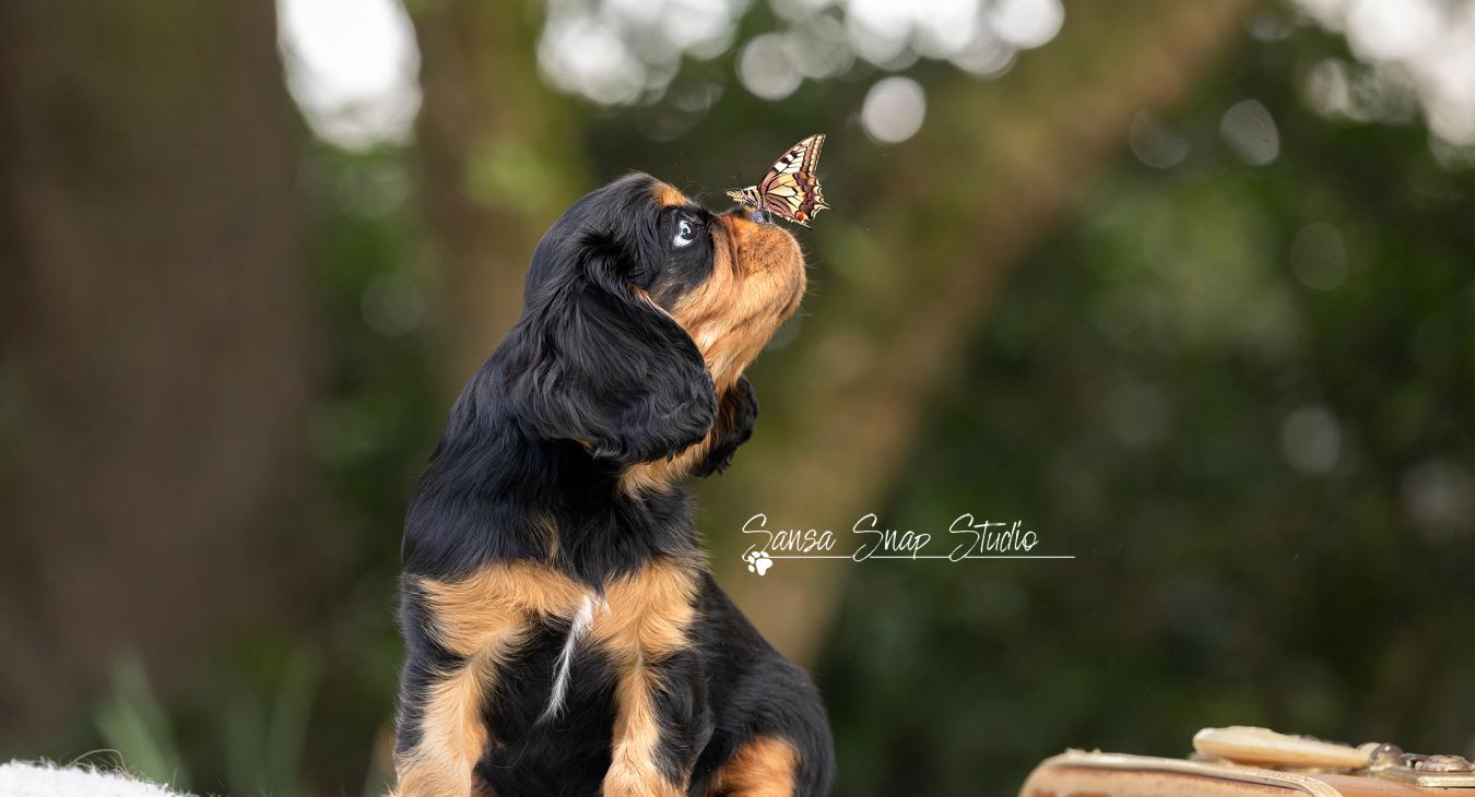 pup cavalier king charles met vlinder op zijn neus
