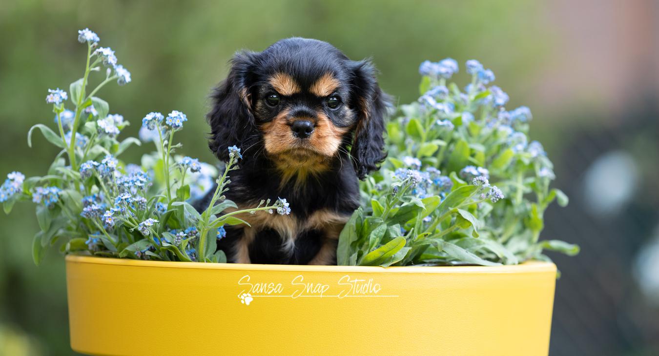 cavalier king charles black & tan pup in a flower pot