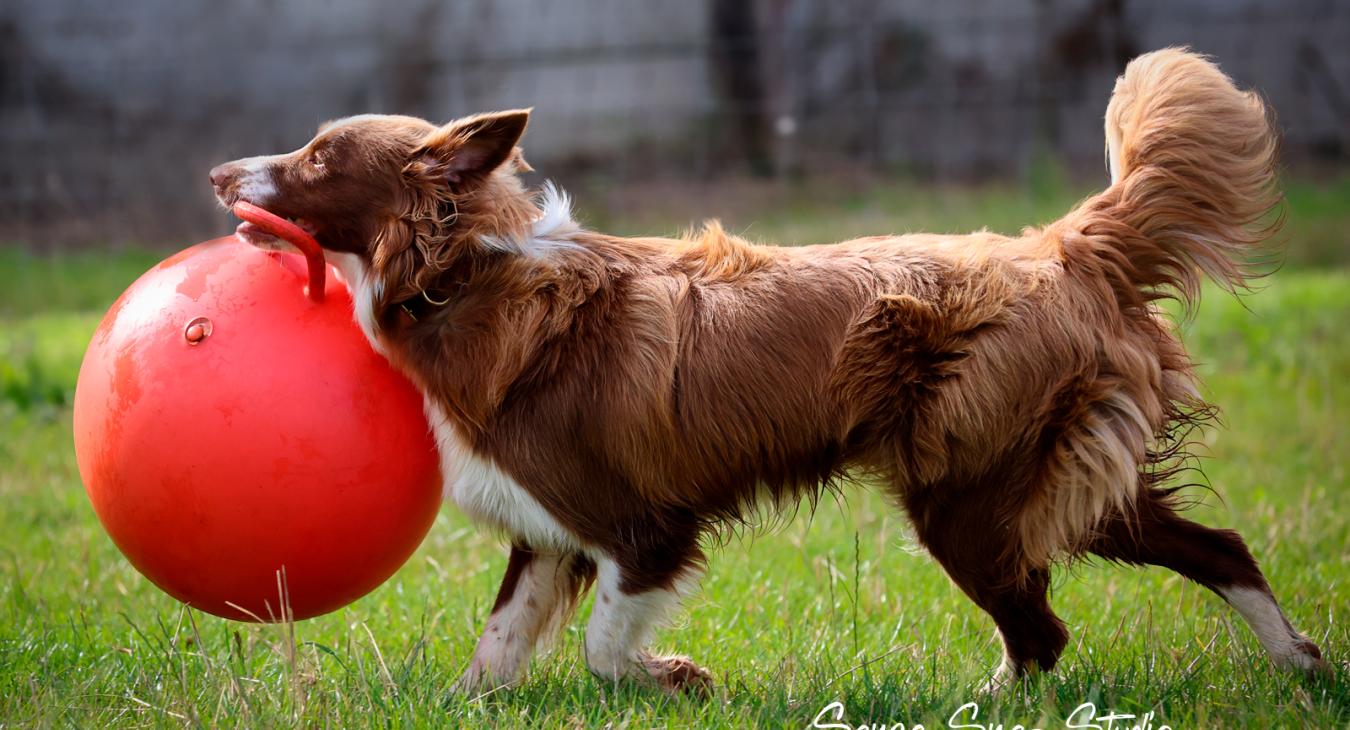 hond met grote speelbal